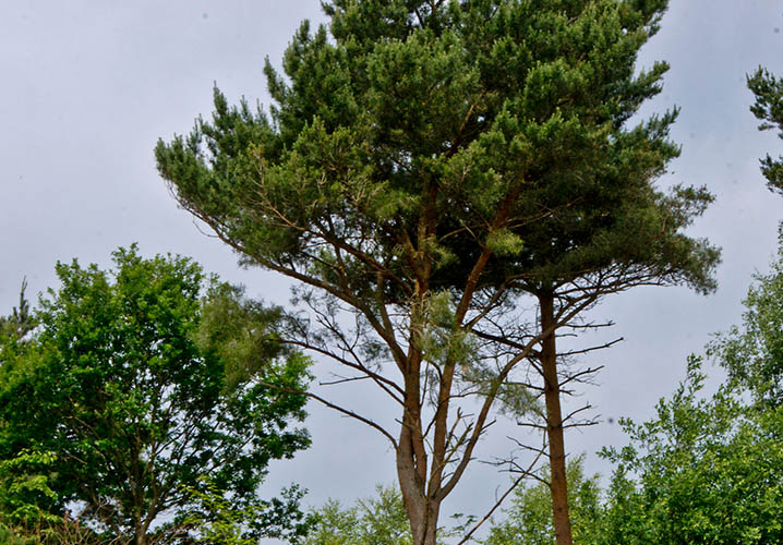 Tree Management