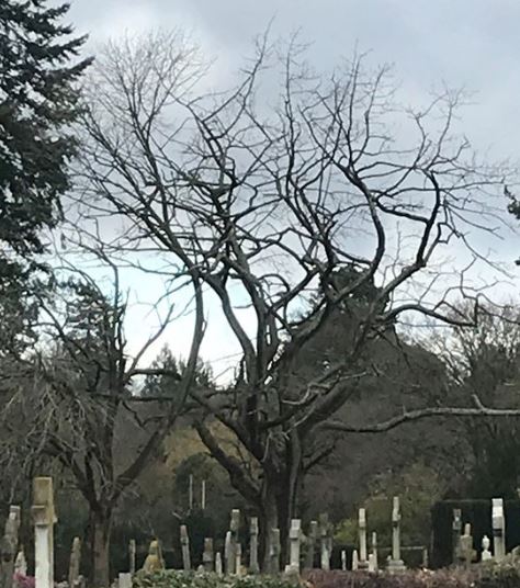 Tree Management and Maintenance - Windlesham Cemetery