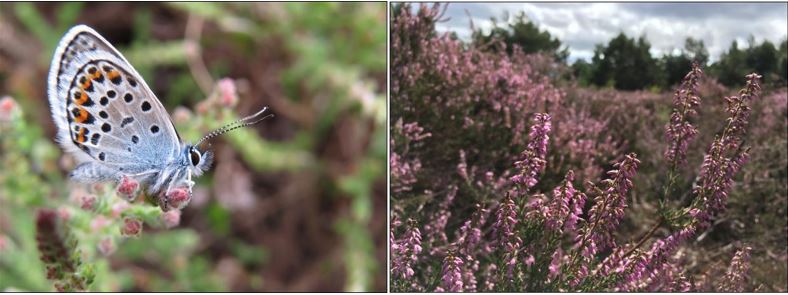 Heather and butterfly pic